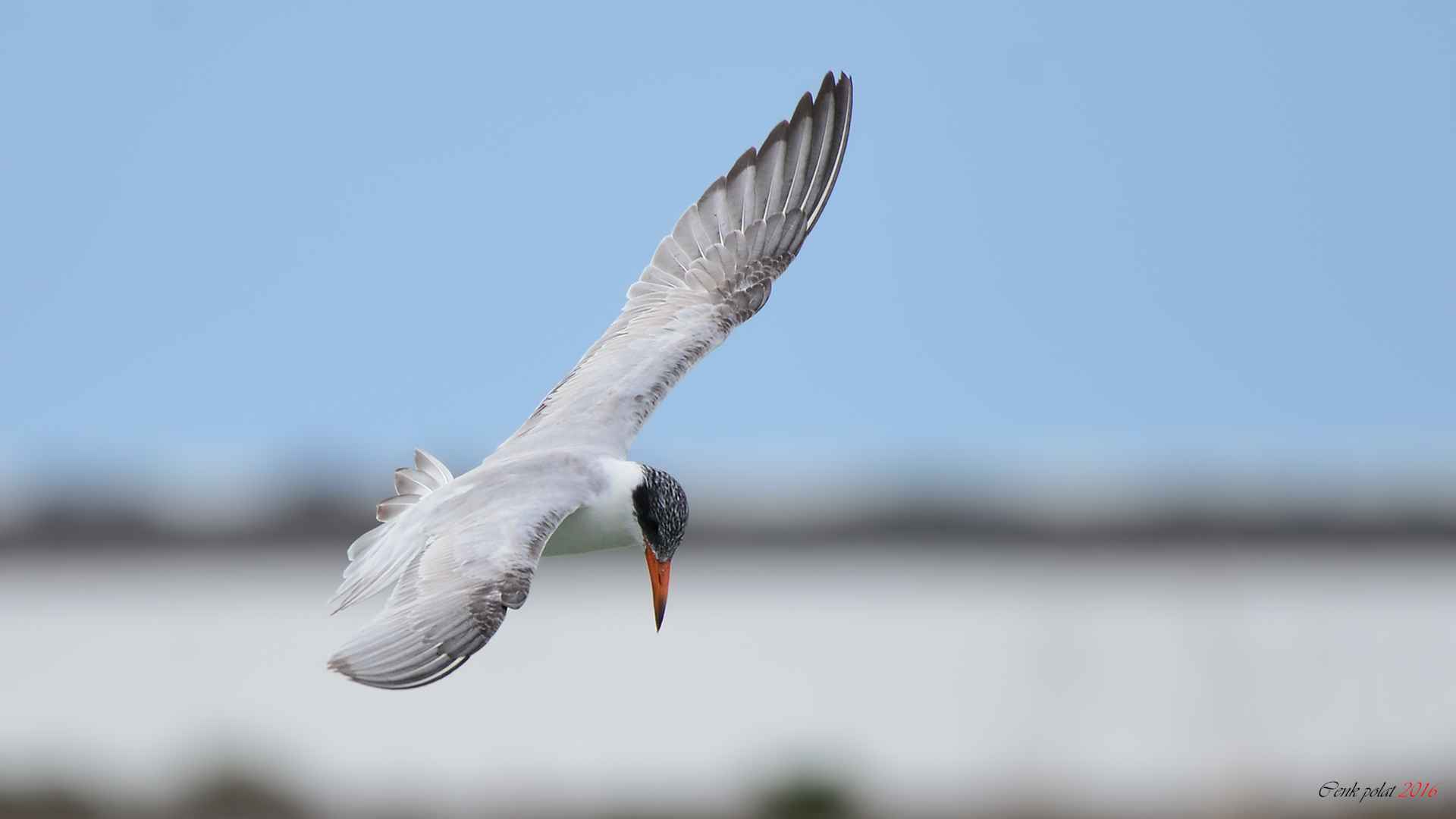 Caspian Tern